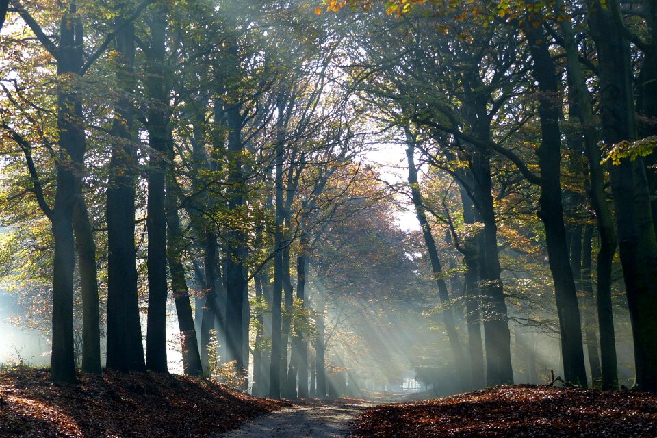 Trees veluwe shelves jerkin