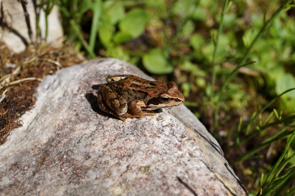 Amphibian nature stone