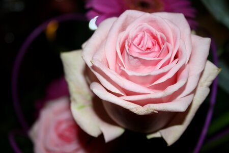 Congratulations romance decoration