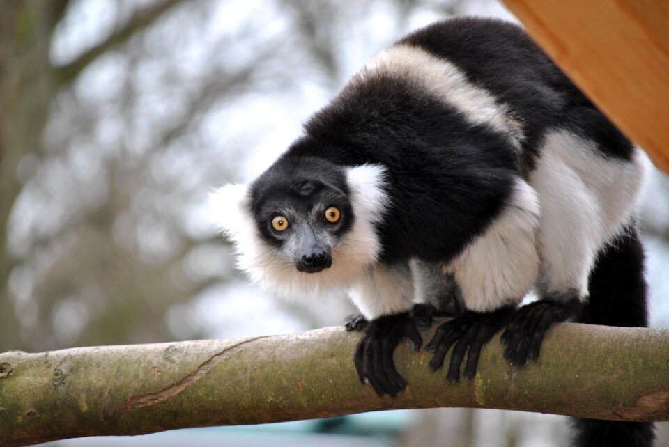 Monkey mammal cute