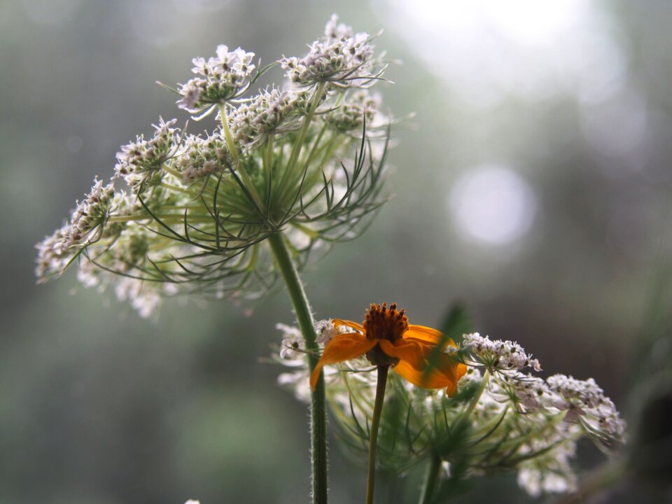 A garden plant summer nature