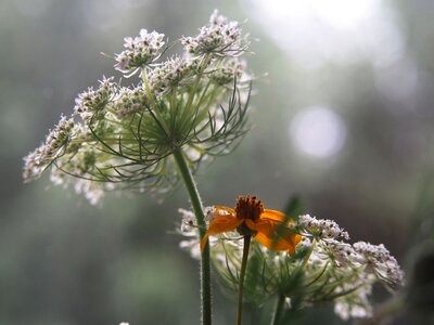 A garden plant summer nature