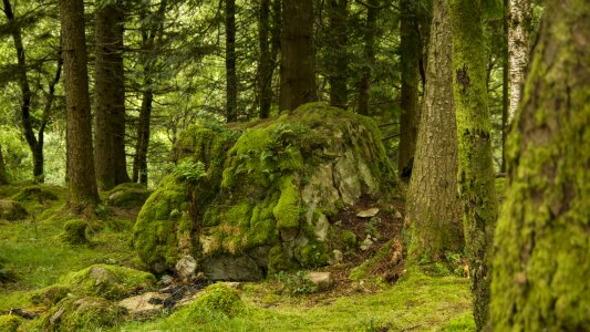Nature green tree
