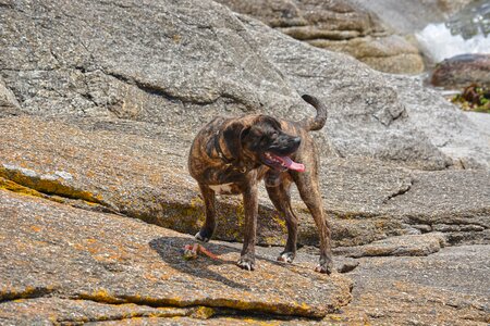 Animals companion domestic animal