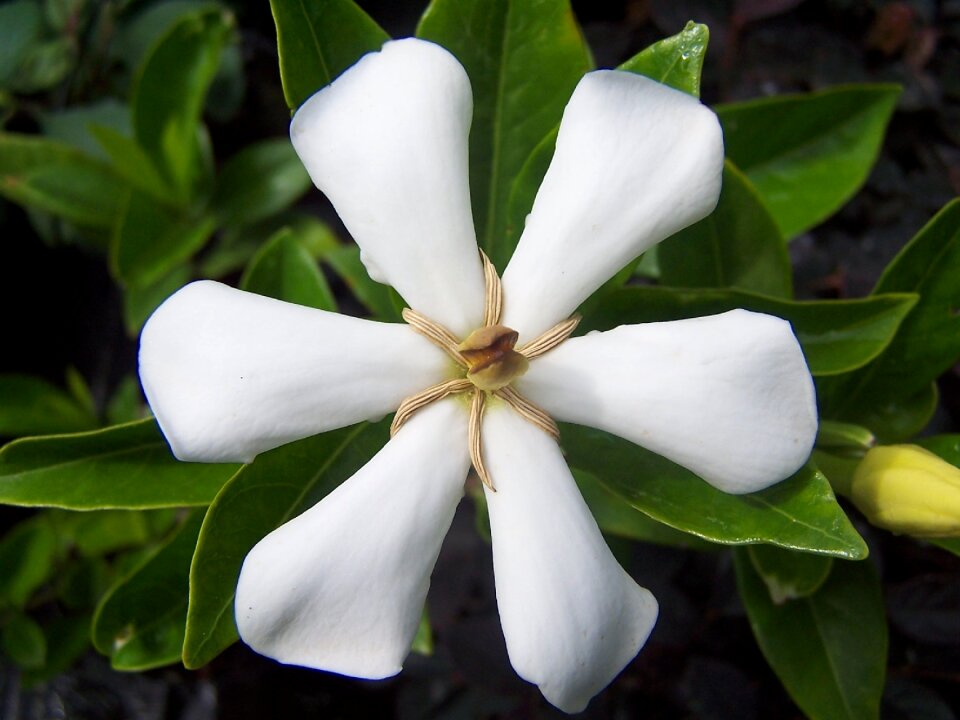 Scented nature spring