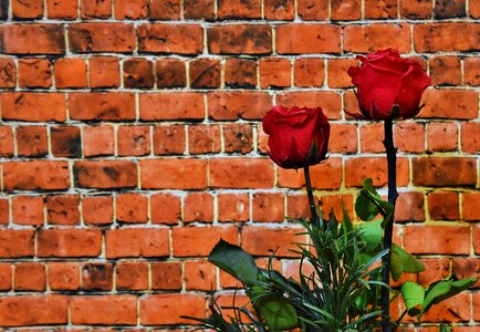 Blossom bloom red roses photo