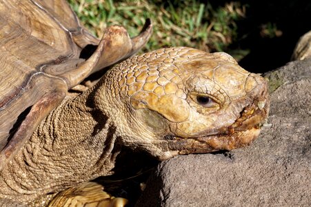 Galápagos african turtle turtles photo
