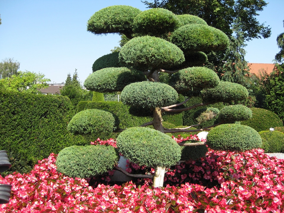 Bushes spring garden