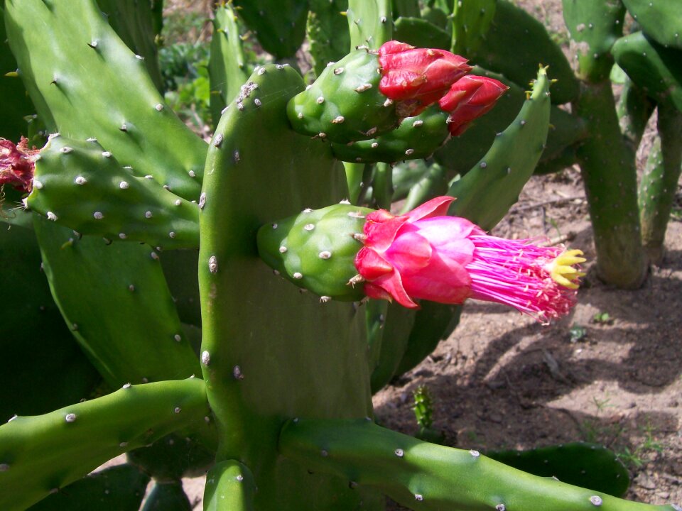 Espinilho nature opuntia cochenillifera