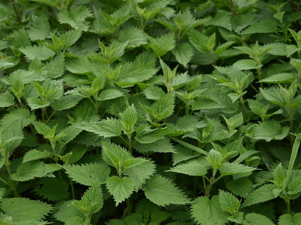 Plant nettles nature
