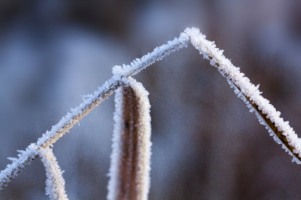 Nature frozen season