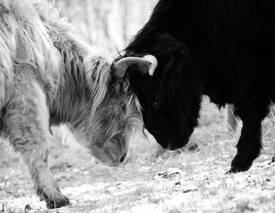 Strength duel highland cattle photo