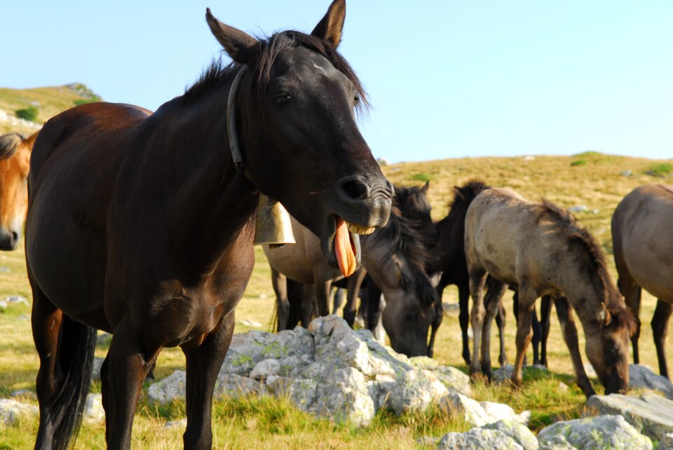 Laughing horse laughing happy
