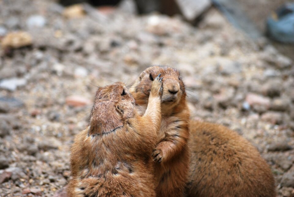 Mammal nature zoo