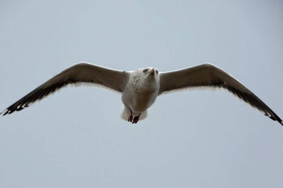 Seagull seabird wild animal