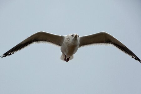 Seagull seabird wild animal