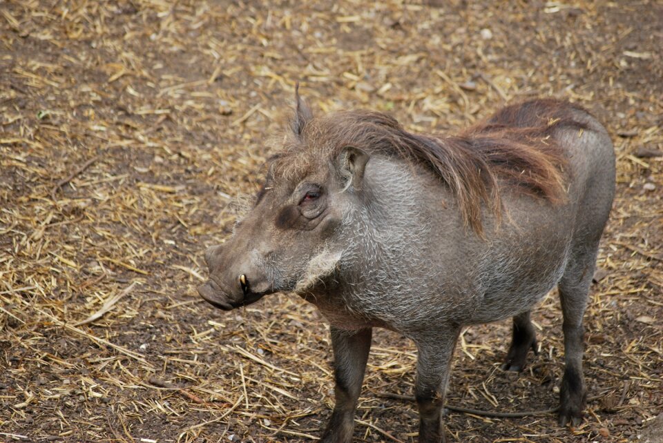 Wildlife wild animal