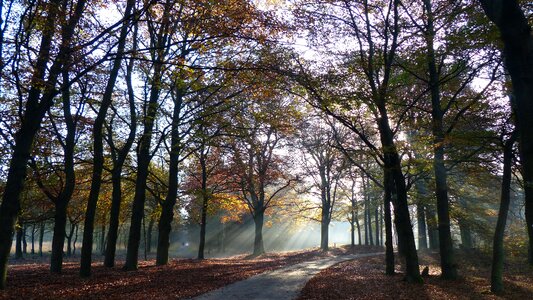Trees veluwe shelves jerkin