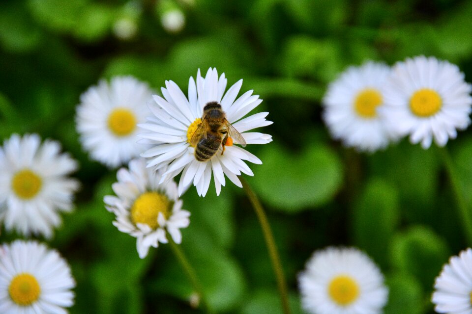 Insects plant nature