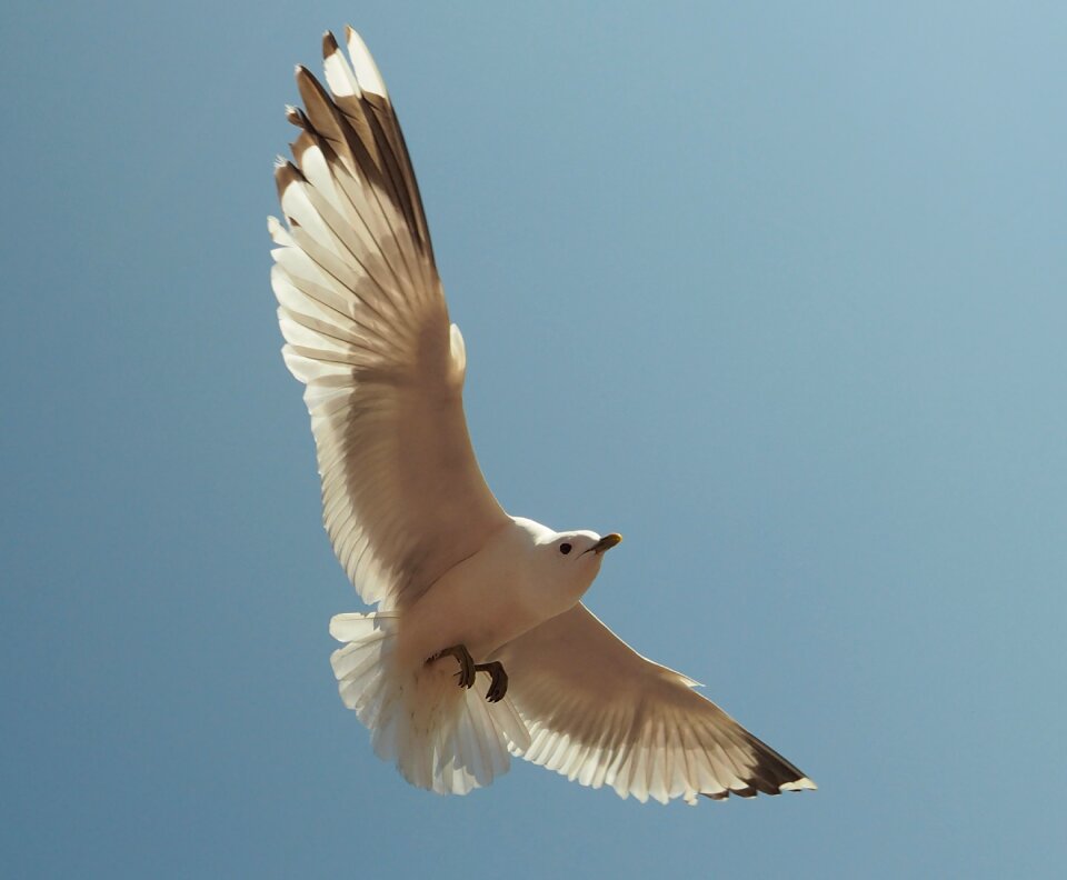 Bird sea water bird