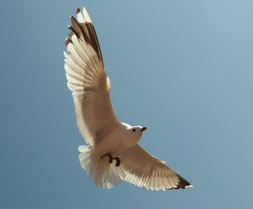 Bird sea water bird