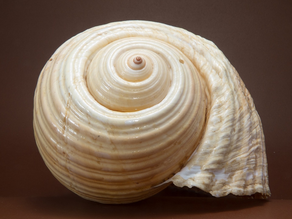 Shell snail close up