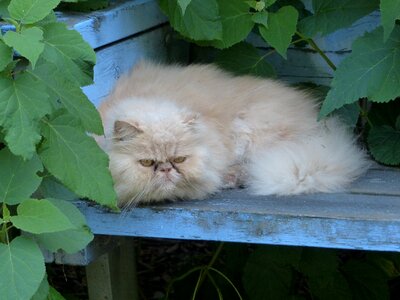 Persian cat pet cat photo