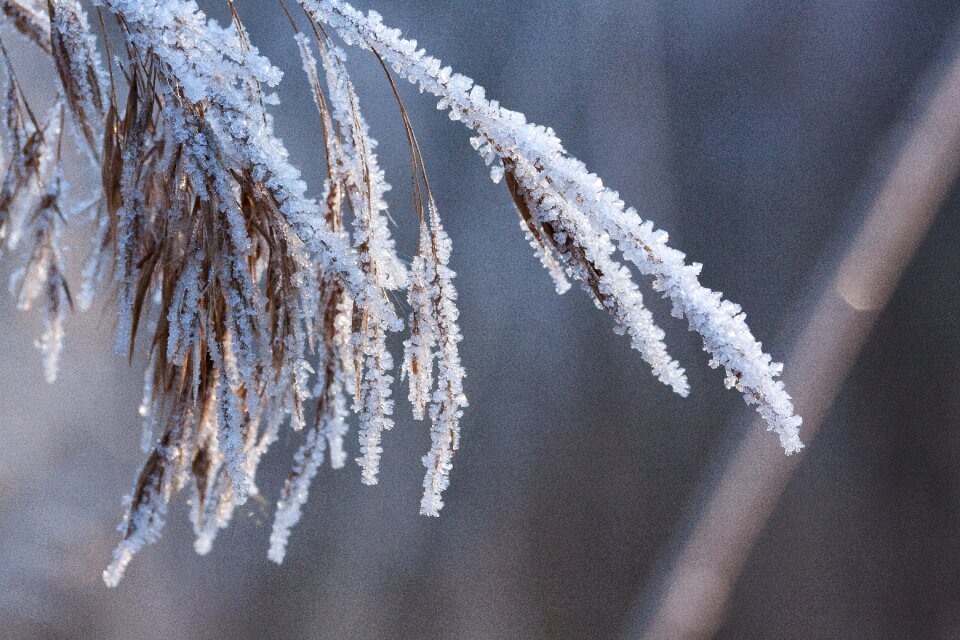 Nature frozen season