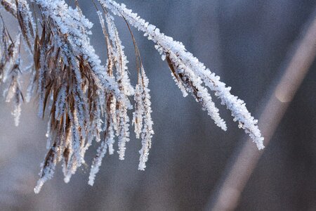 Nature frozen season photo