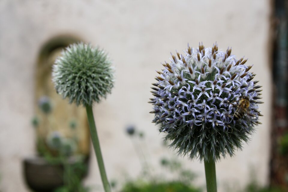 Purple blossom bloom
