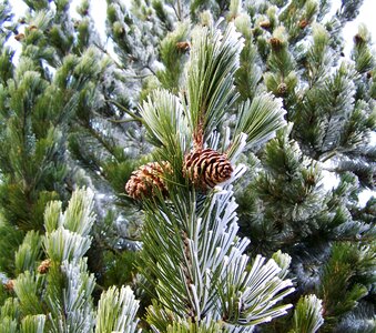 Winter rime nature photo