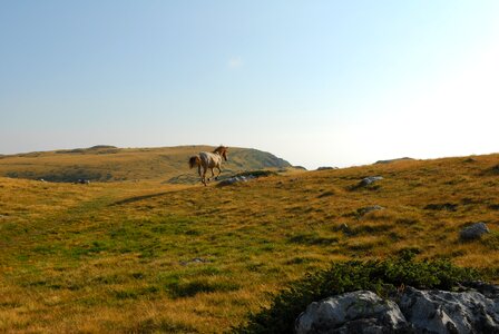 Galloping horse landscape animal photo