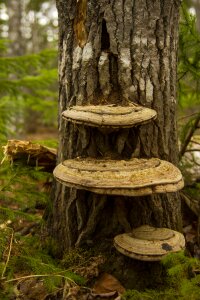 Nature fungi fungus