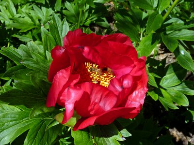 Garden red flower insect