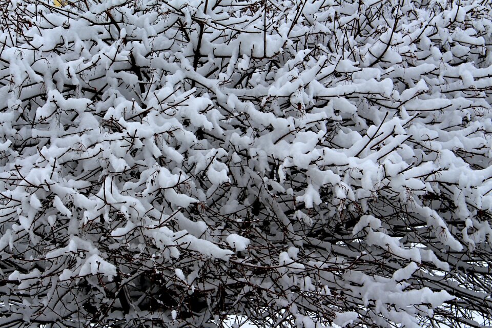 Tree wintry snowy