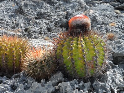 Blooming cactus lava stone bonaire photo