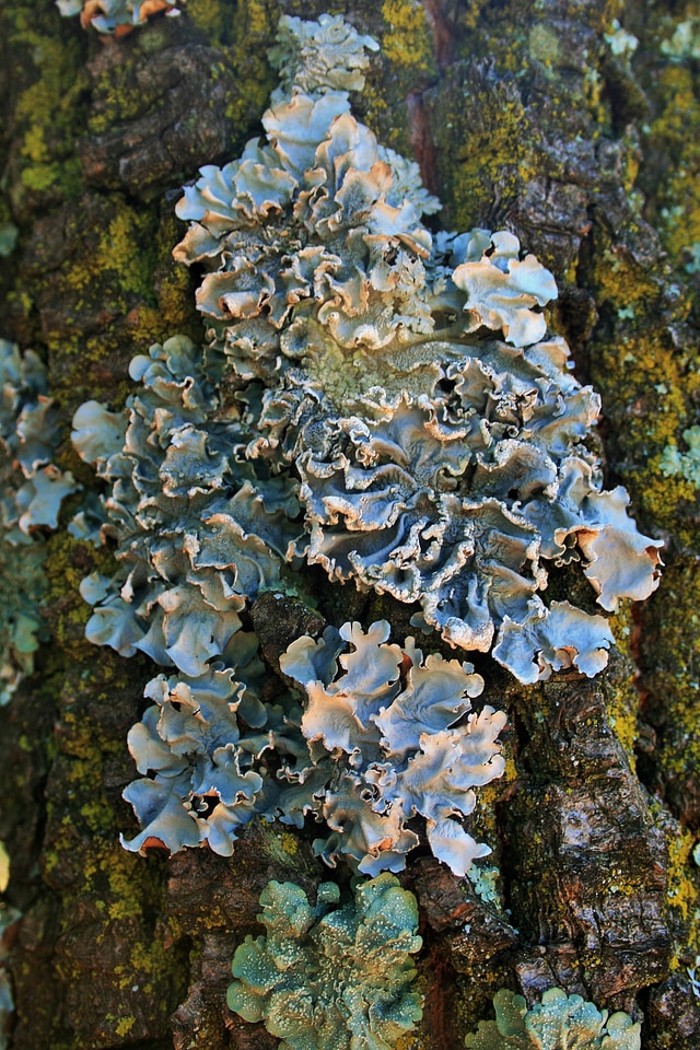Nature forest moss