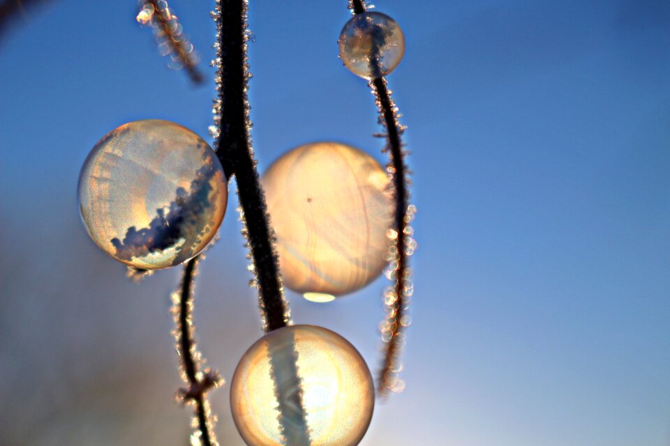 Branch winter eiskristalle