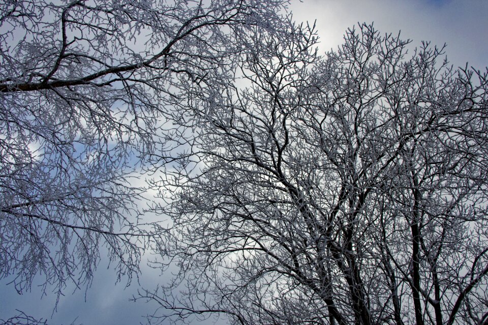 Winter trees snow landscape