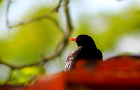 Animal nature ornithology