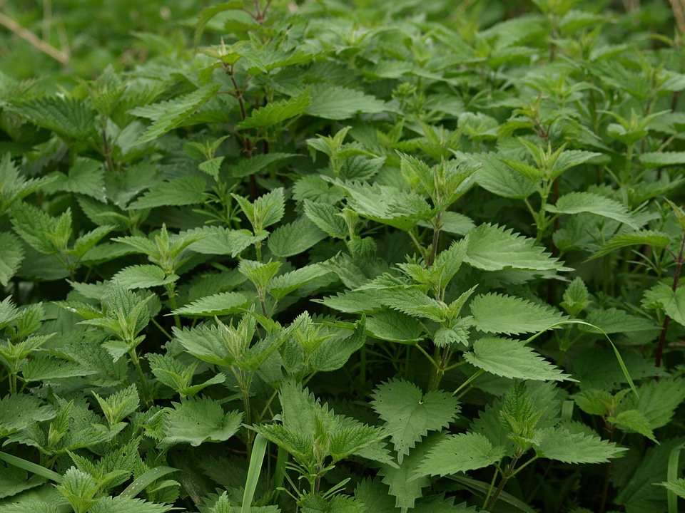 Plant nettles nature