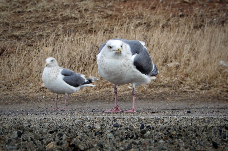 Sea gull seagull seabird