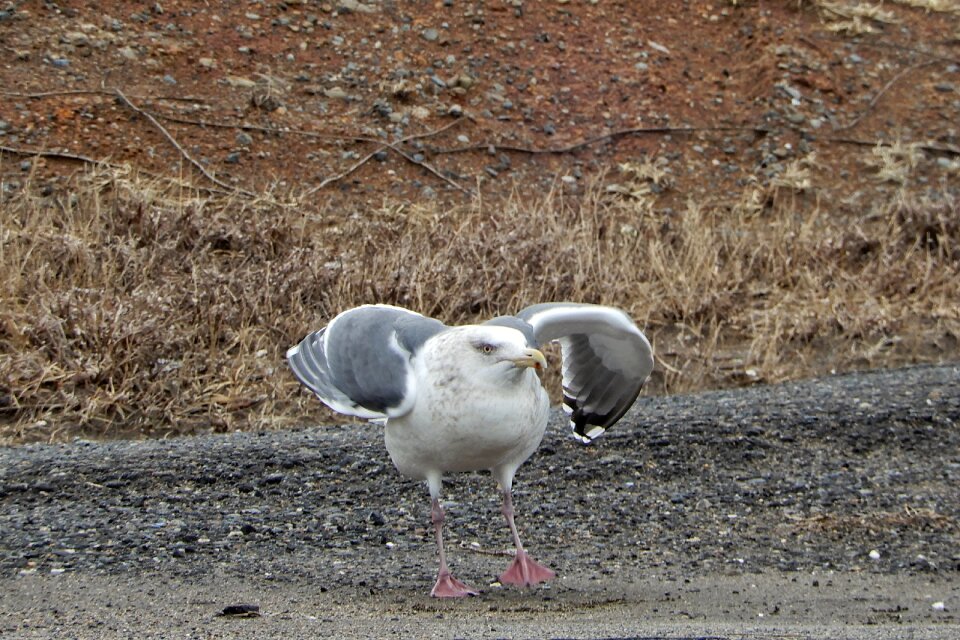 Sea gull seagull seabird