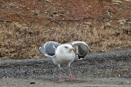 Sea gull seagull seabird