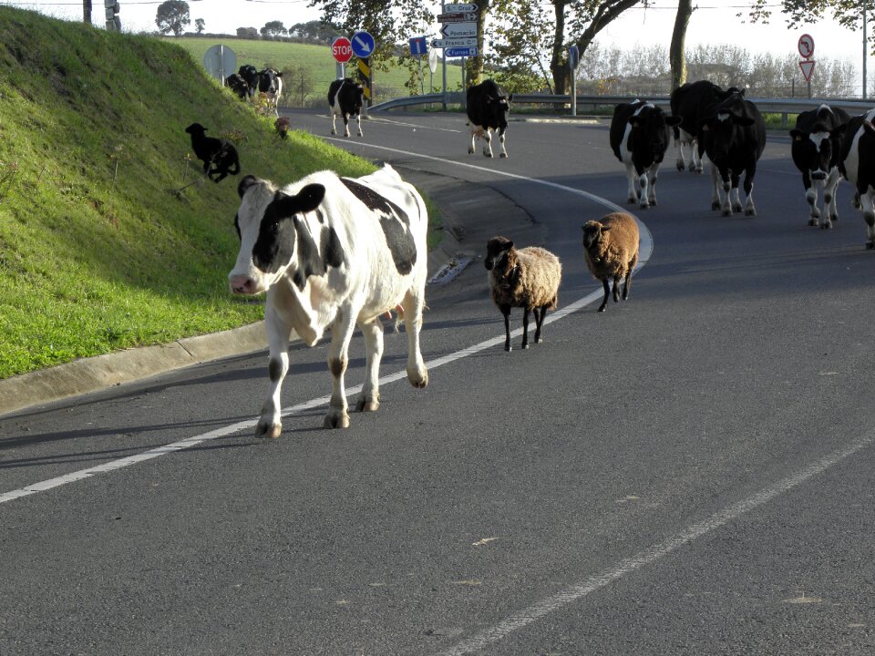 Walk animals sheep