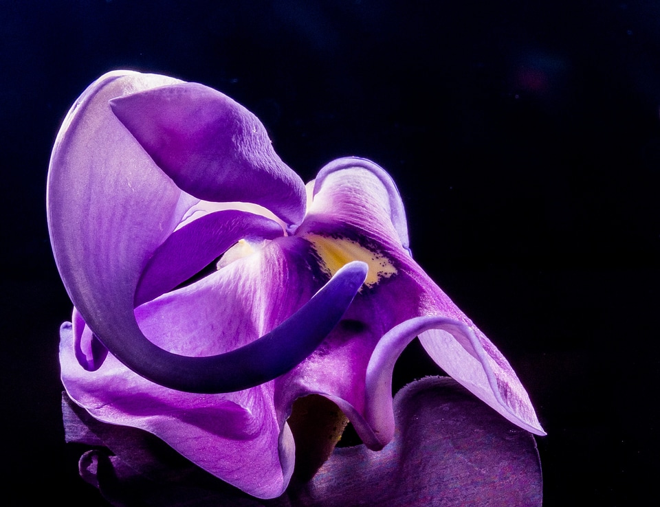 Wild flower violet purple