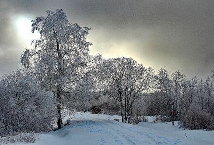 Snowy tree backlighting photo