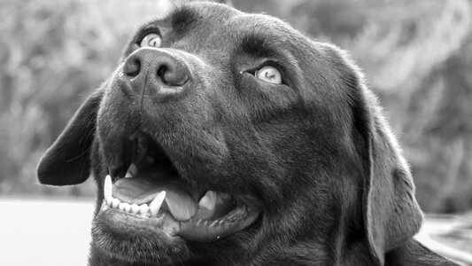 Labrador dogs animal