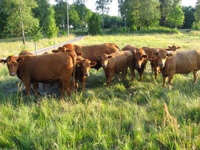 Heifers rural life curious photo