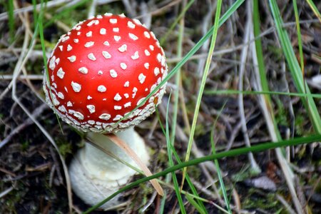 Forest toxic fly agaric photo